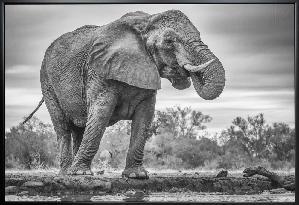 Wall art Standing Proud. Elephant