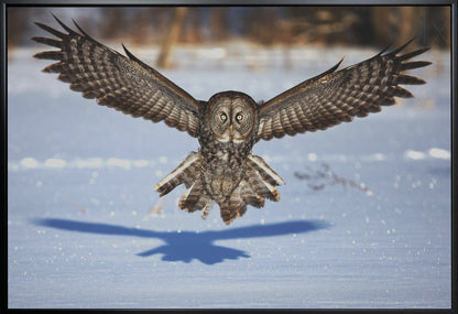 Wall art In your face - Great Grey Owl