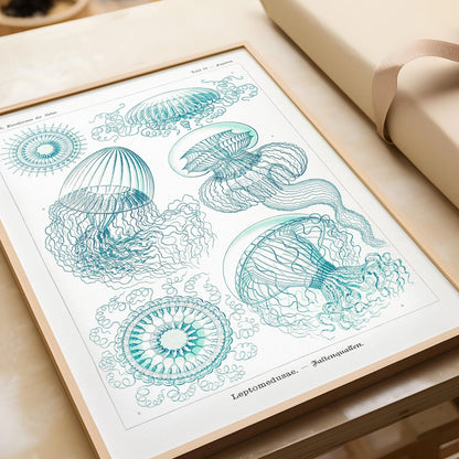 Gravure de méduse d'Ernst Haeckel : Art marin vintage
