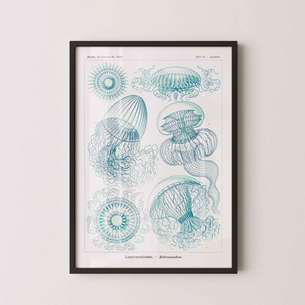 Gravure de méduse d'Ernst Haeckel : Art marin vintage