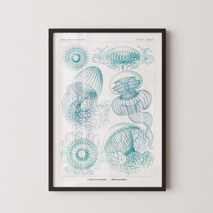 Gravure de méduse d'Ernst Haeckel : Art marin vintage