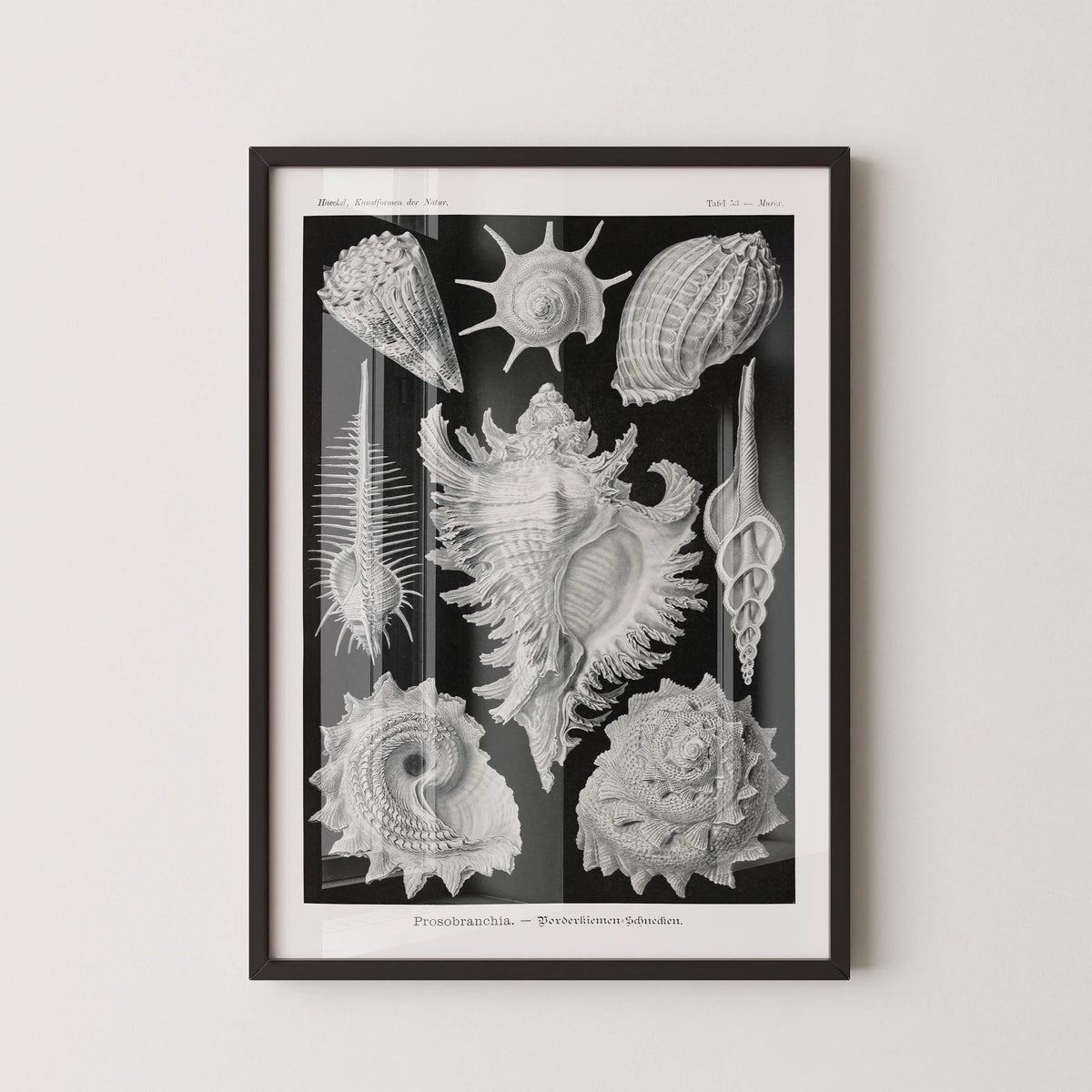 Ernst Haeckel Shells Art Print: Black and White Marine Life