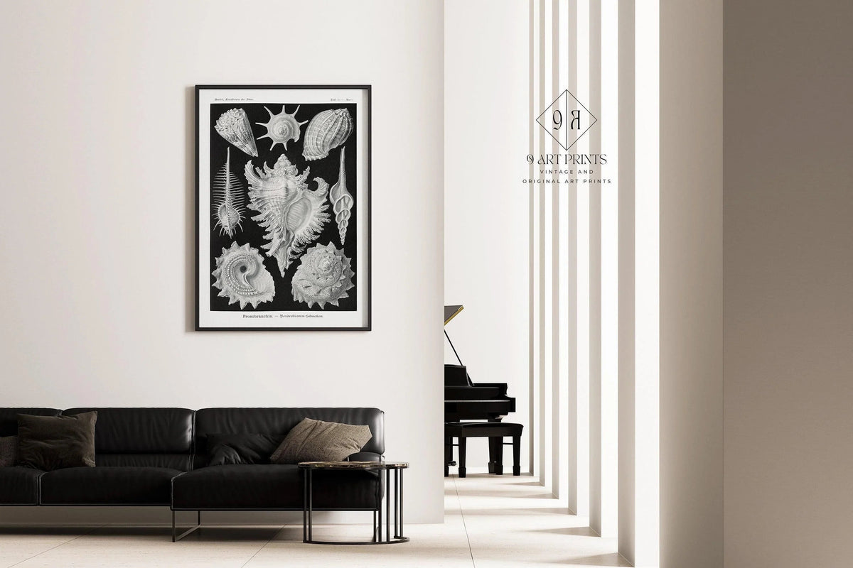 Ernst Haeckel Shells Art Print: Black and White Marine Life