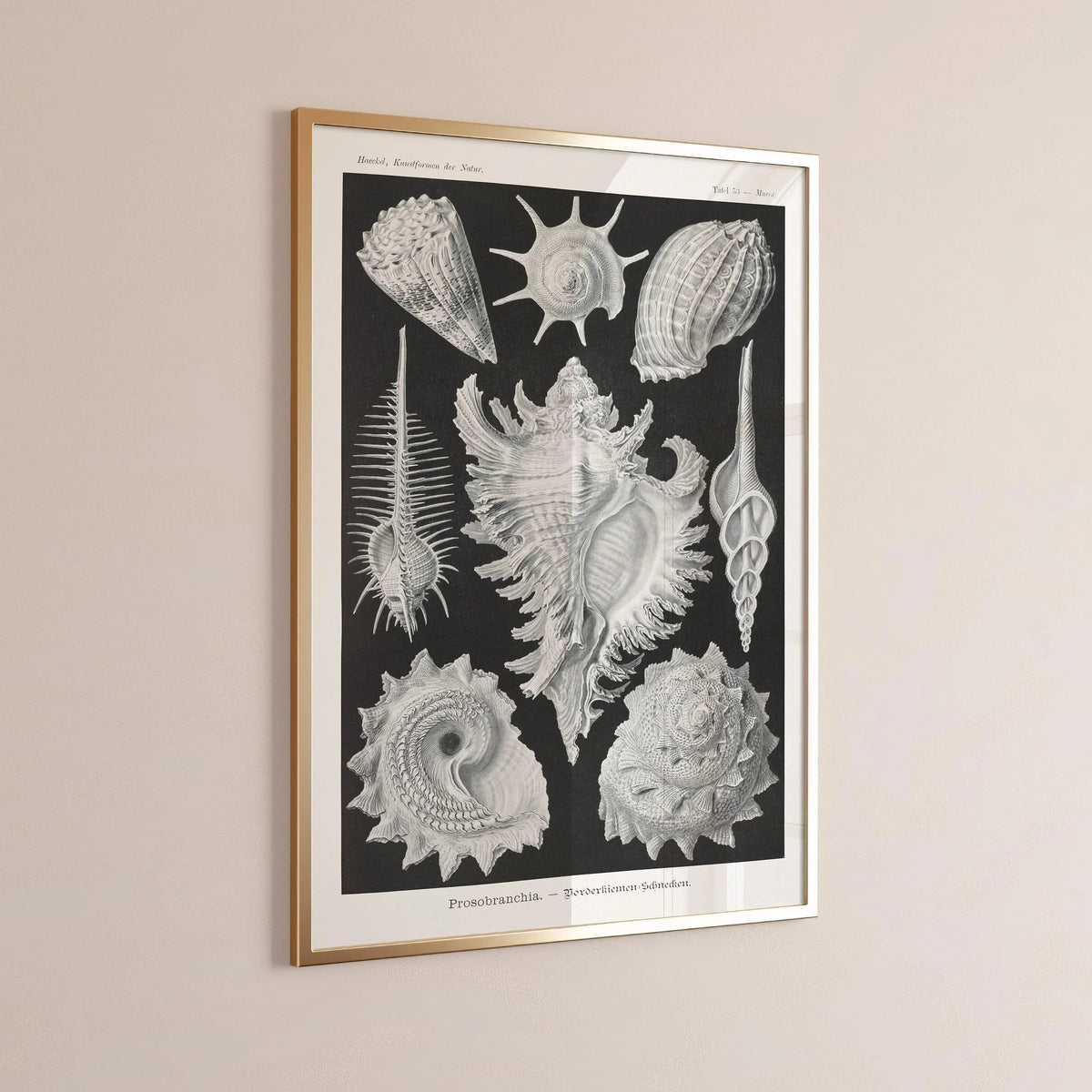 Ernst Haeckel Shells Art Print: Black and White Marine Life