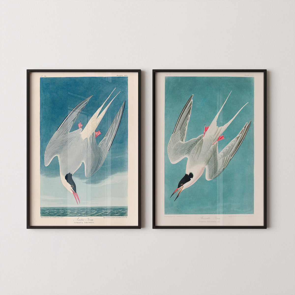 J. J. Audubon STATEMENT DUO Bird Prints - Greater Tern |  | available framed