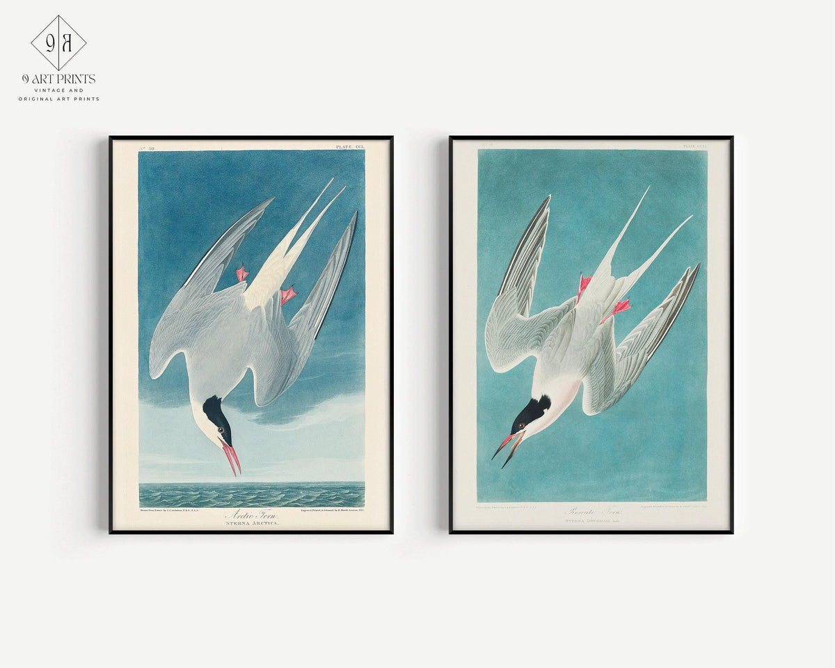 J. J. Audubon STATEMENT DUO Bird Prints - Greater Tern |  | available framed