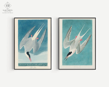 J. J. Audubon STATEMENT DUO Bird Prints - Greater Tern |  | available framed