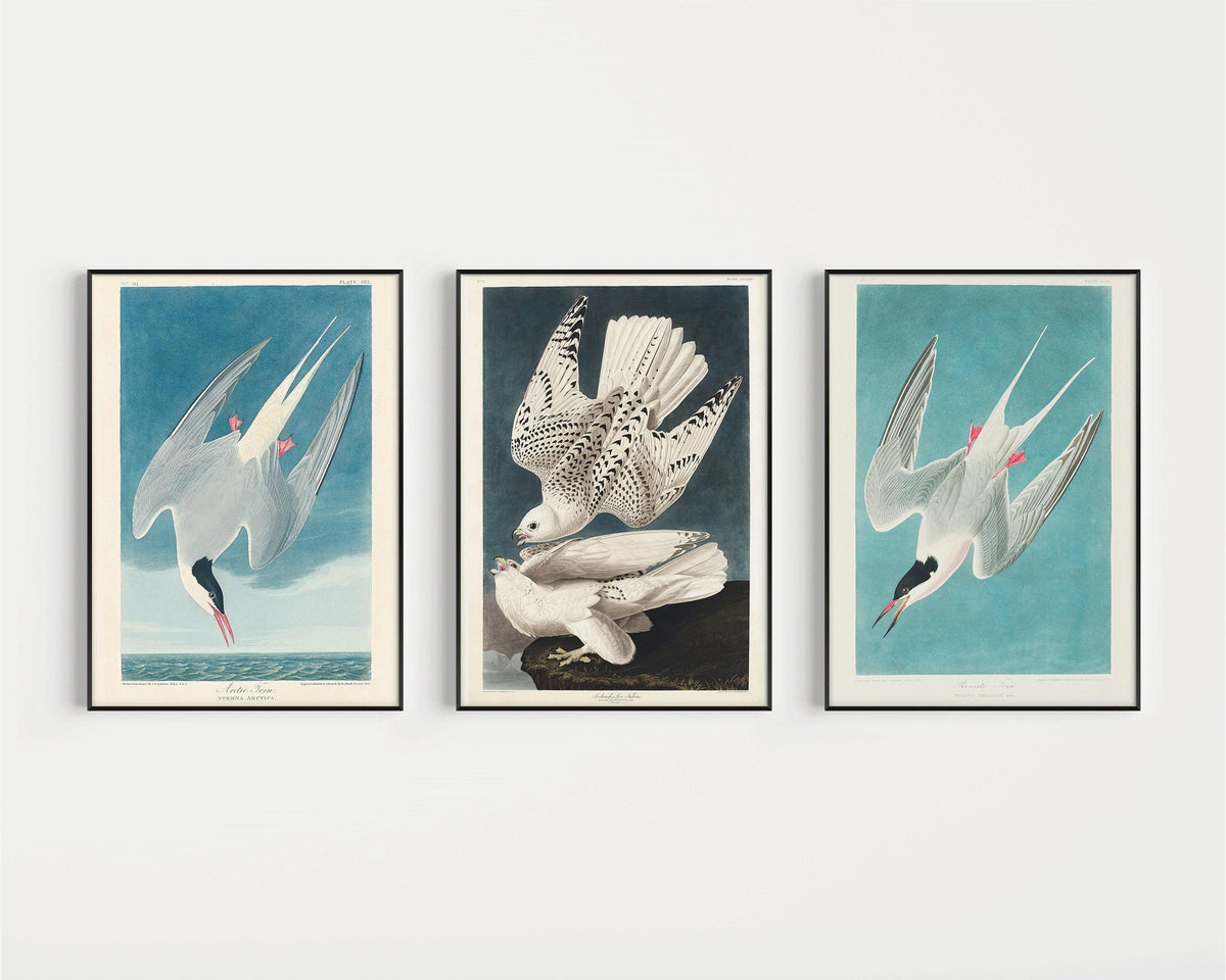 Audubon Bird Prints: Arctic Tern & Hawk - Museum Quality Giclee