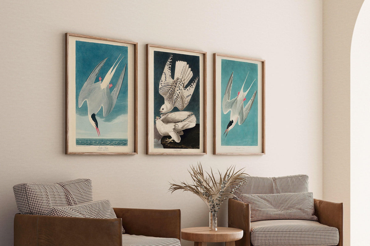 Audubon Bird Prints: Arctic Tern & Hawk - Museum Quality Giclee