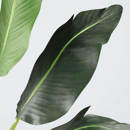 Plante en pot Oiseau de Paradis Artificiel Lola 91 cm