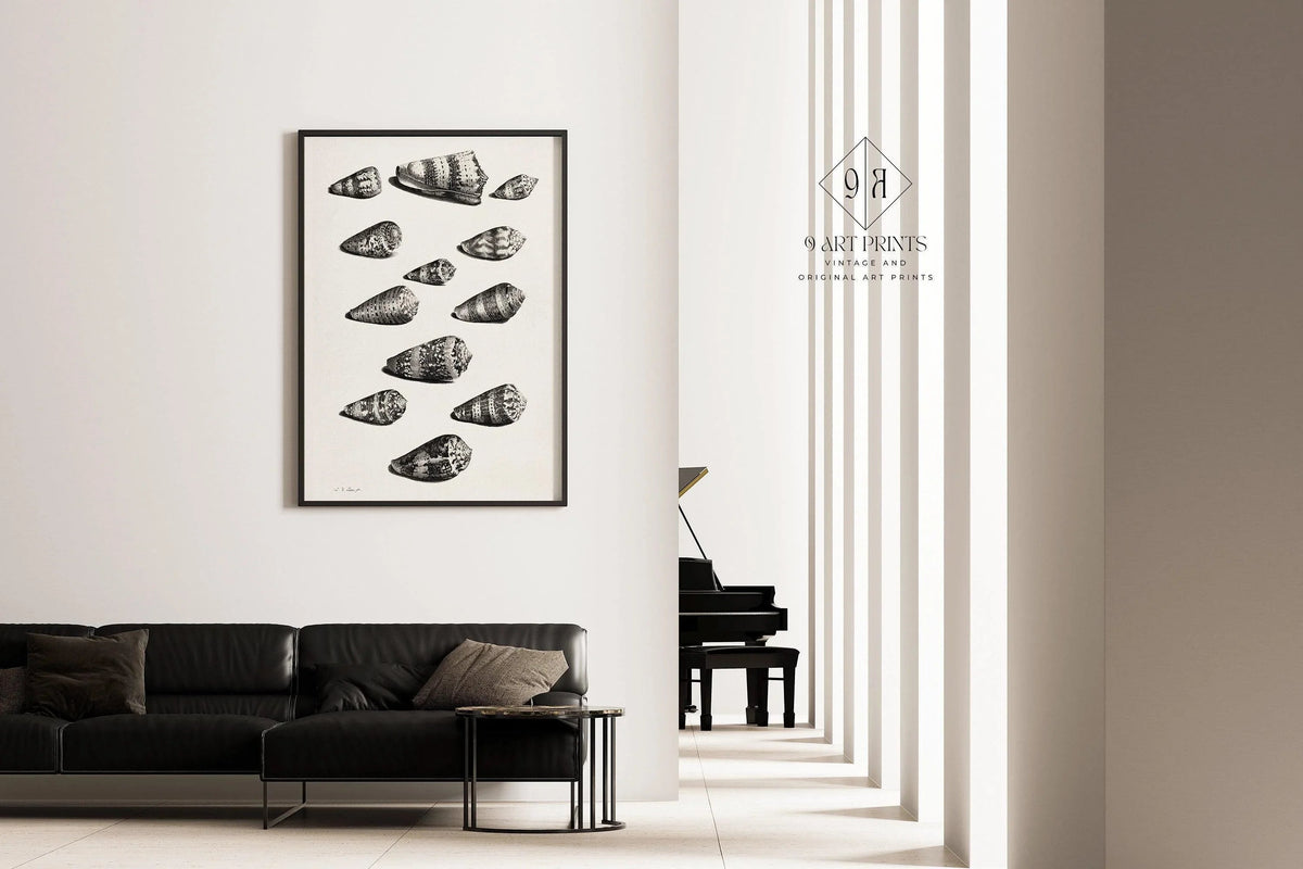 Maria Sybilla Merian Shells Print: Black and White Marine Life Art