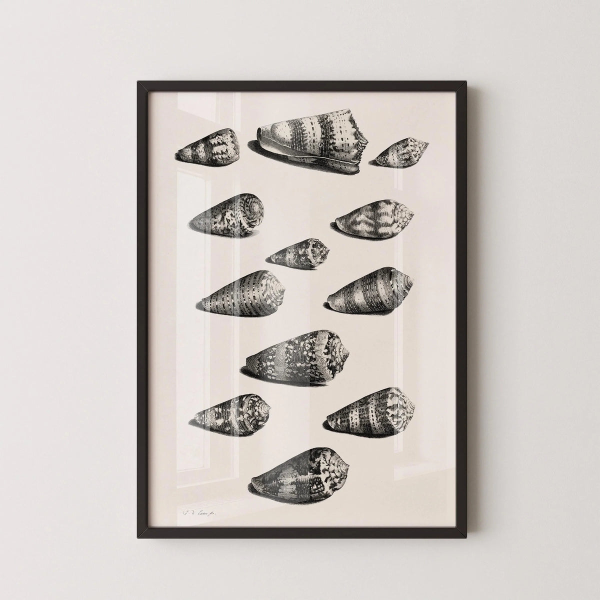 Maria Sybilla Merian Shells Print: Black and White Marine Life Art