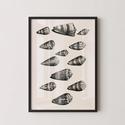Maria Sybilla Merian Shells Print: Black and White Marine Life Art