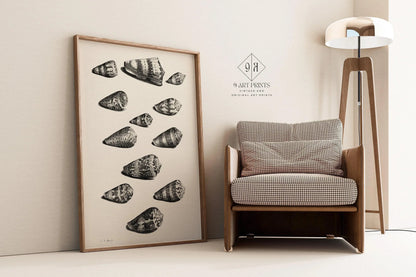 Maria Sybilla Merian Shells Print: Black and White Marine Life Art