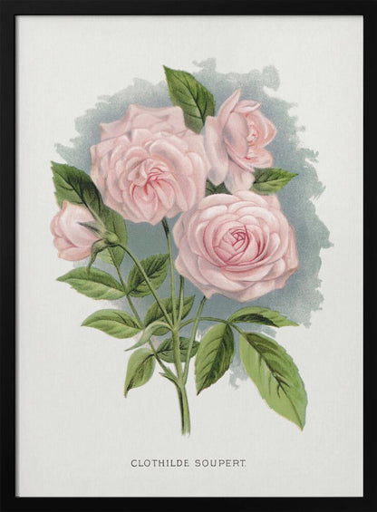 Wall Art Pink Rose, Clothilde Soupert Lithograph