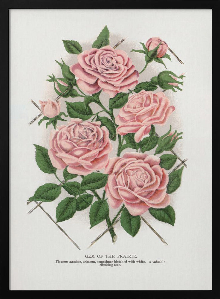 Wall Art Pink Rose, Gem of the Prairie Lithograph