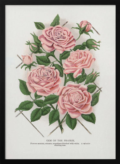 Wall Art Pink Rose, Gem of the Prairie Lithograph