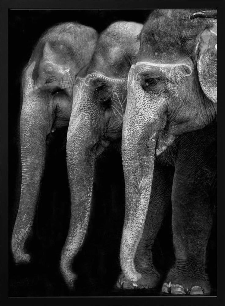 Wall art Nature\'s great masterpiece, an elephant; the only harmless great thing ...
