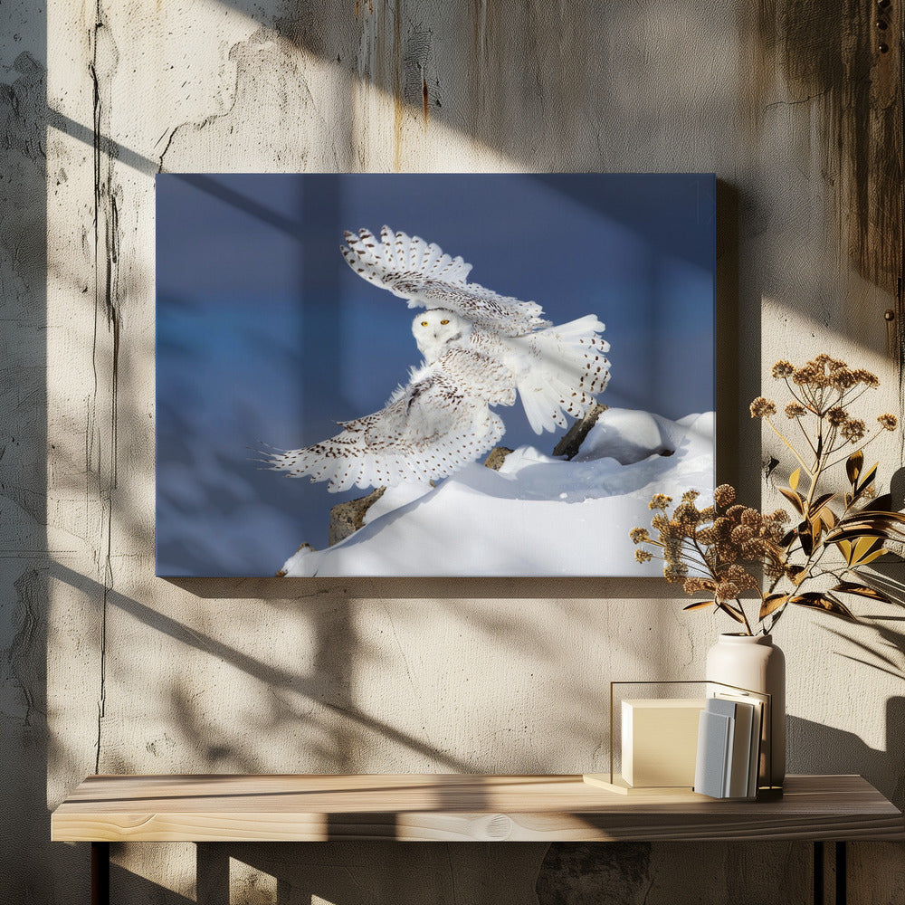 Wall art Snowy Owl in Flight