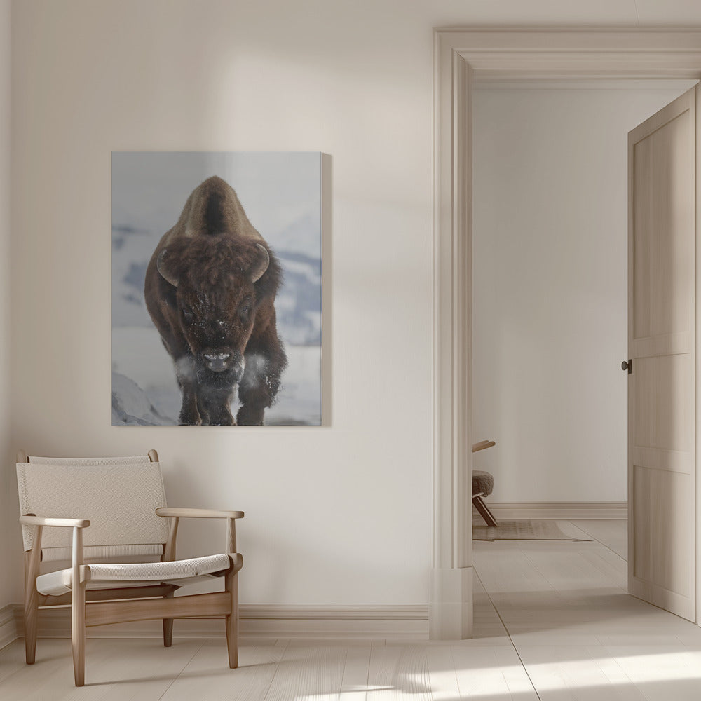Wall Art Bison Incoming