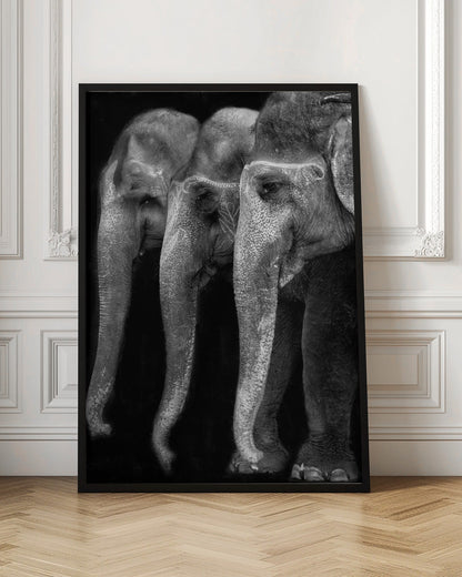 Wall art Nature\'s great masterpiece, an elephant; the only harmless great thing ...