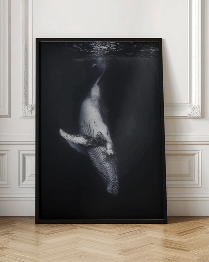 Wall Art-Black Whale