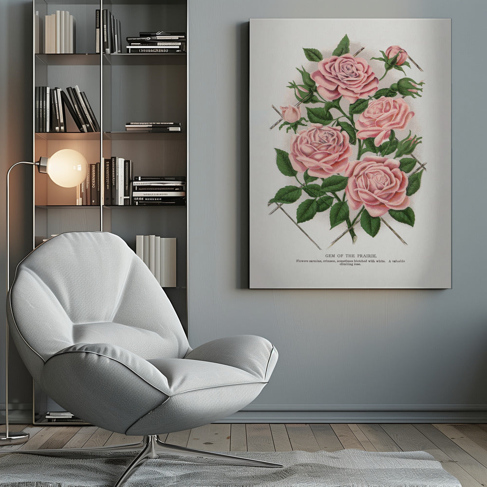 Wall Art Pink Rose, Gem of the Prairie Lithograph