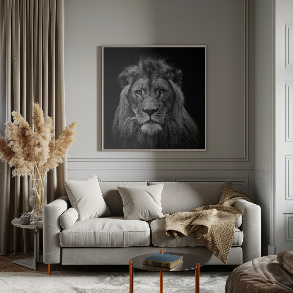 Wall art Young Male Lion Canvas Print