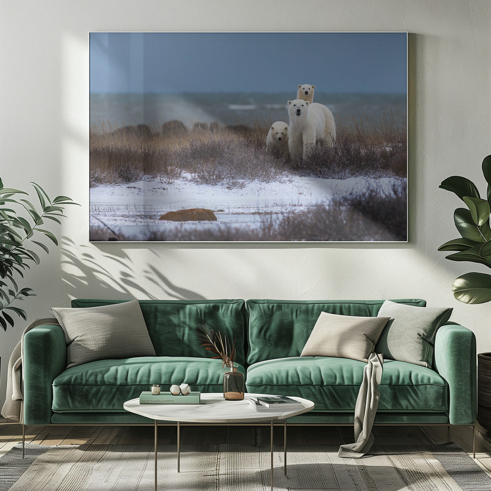 Wall art Mother bear with cubs, Hudson bay in the background