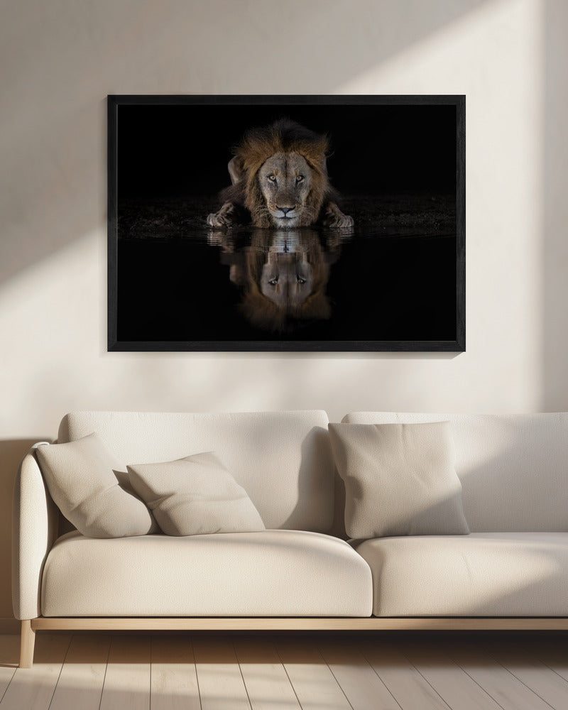 Lion Drinking with a Dark Water Reflection Canvas Wall Art | A Lion at The Night