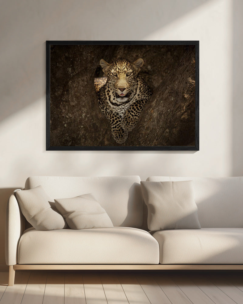 Wall art Leopard Resting on a Tree at Masai Mara