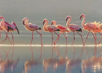 Art mural Paysage flamant rose