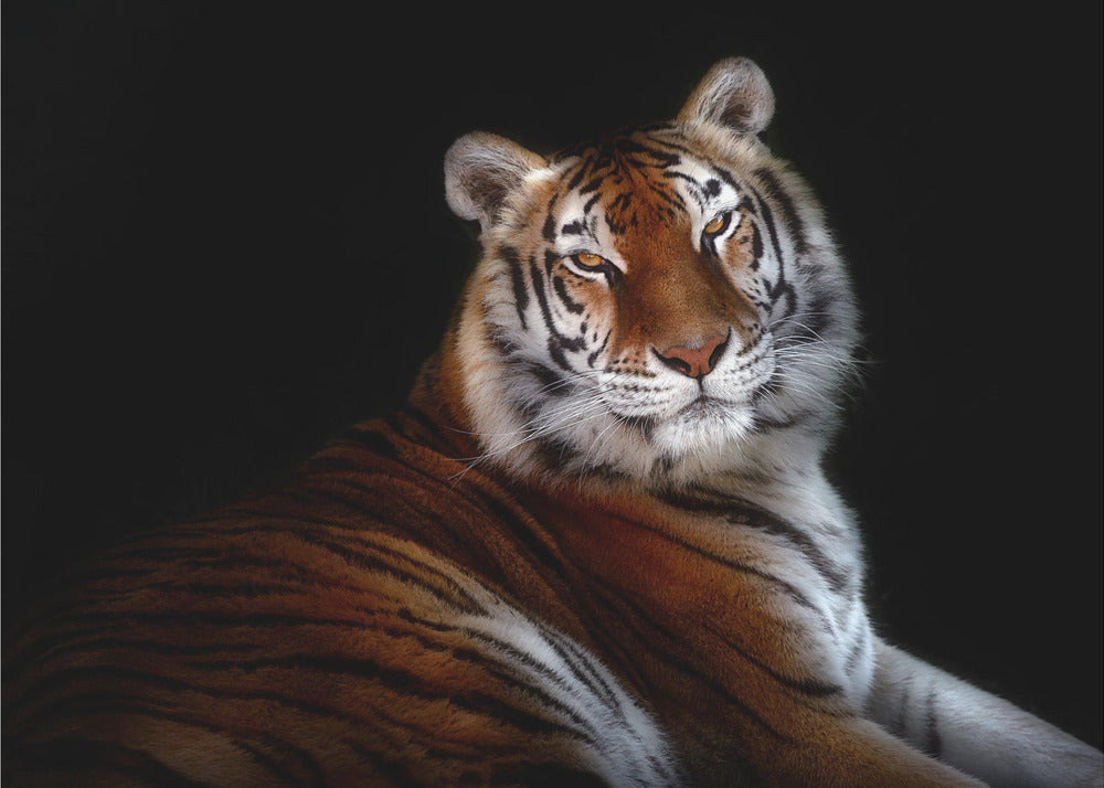 Resting Tiger Portrait on Black Canvas Wall Art | Serenity