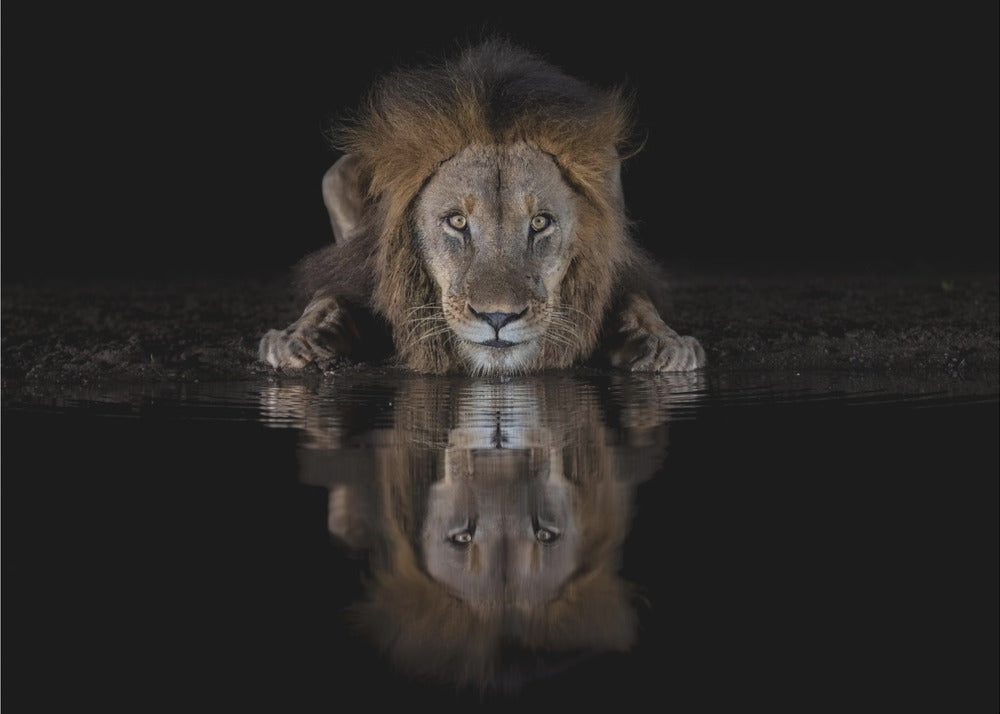 Lion Drinking with a Dark Water Reflection Canvas Wall Art | A Lion at The Night