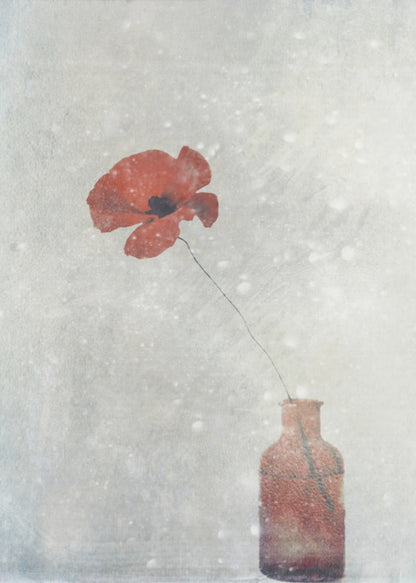 wall art Winter Poppy
