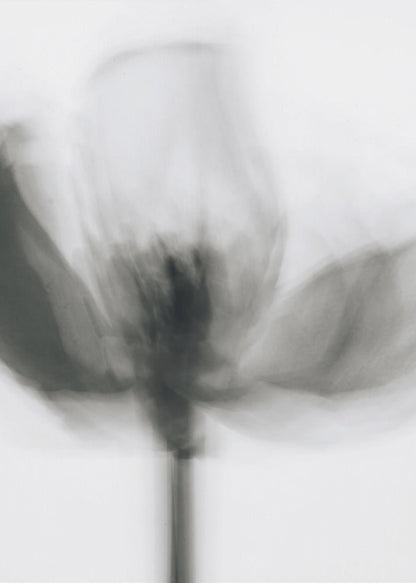 Wall art Mono Tulip
