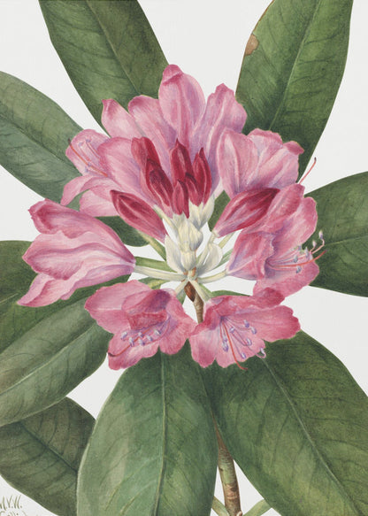 Wall Art Mountain Rose Bay (1932)