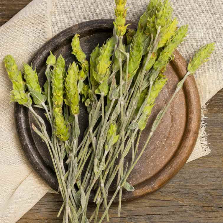 Infusion à la Sauge Couronne – Têtes de fleurs entières par Rayhana Organics